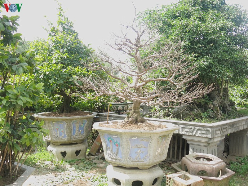 lang mai an nhon vao mua mai tet hinh 8