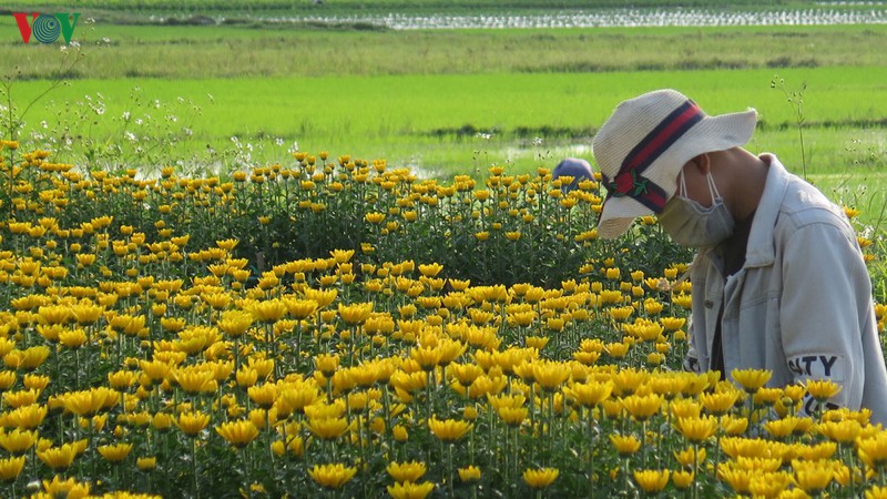 hoa tet duoc gia cho nguoi trong hoa o quang nam cai tet du day hinh 1