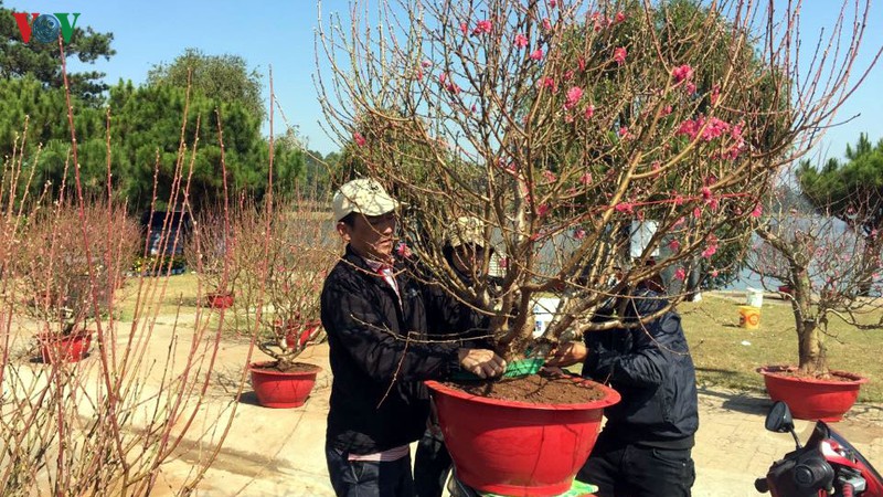 thoi tiet dep khien hoa tet duoc gia hinh 1