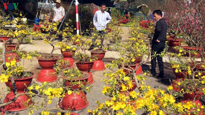 thoi tiet dep khien hoa tet duoc gia hinh 2