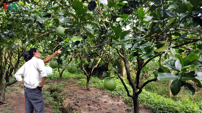 buoi da xanh ben tre giam gia 50% van khong co thuong lai thu mua hinh 1