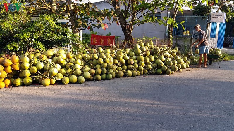 anh huong dich covid-19, gia dua xiem giam 30% hinh 1