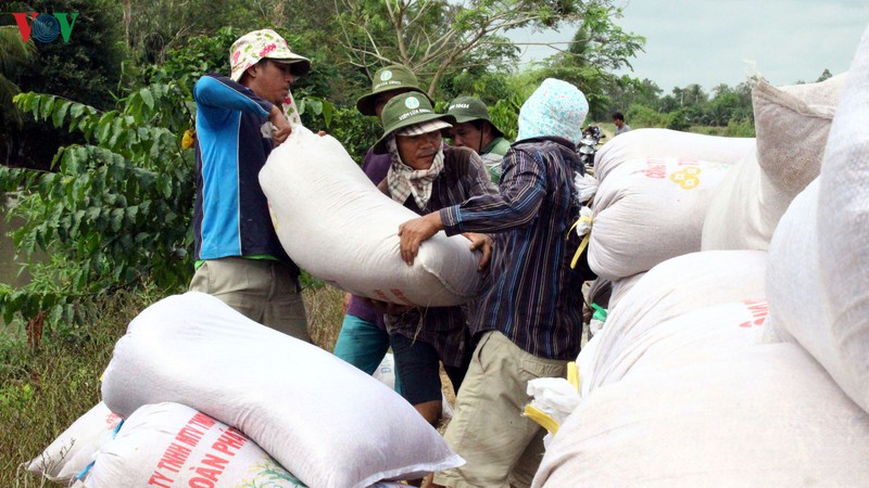 gia lua tuoi on dinh tu 5.000 - 5.600/kg giup nguoi trong lua dbscltiep tuc co lai hinh 1