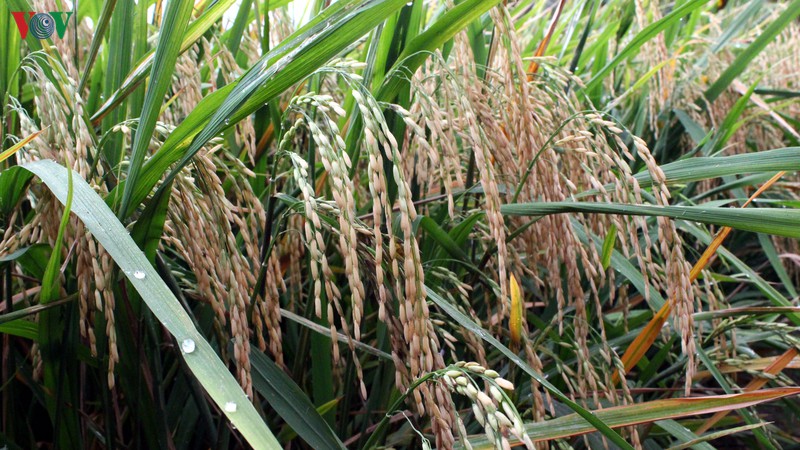 gia lua tuoi on dinh tu 5.000 - 5.600/kg giup nguoi trong lua dbscltiep tuc co lai hinh 2