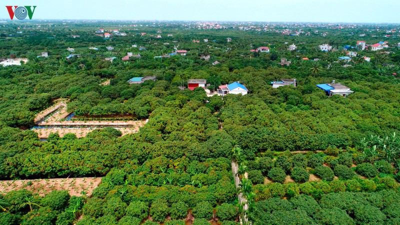 vai thieu hai duong chin som, nong dan boi thu hinh 1