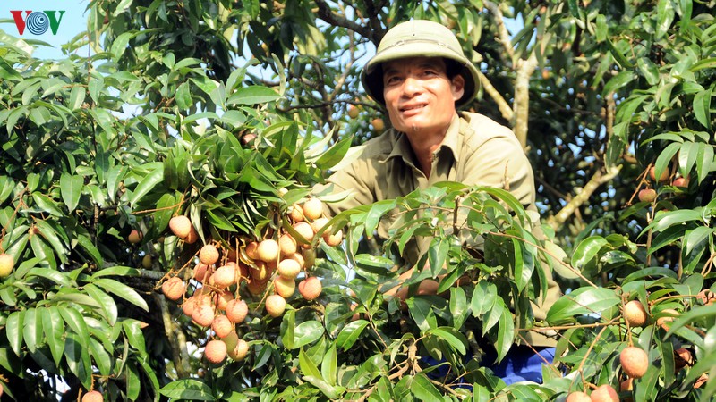 vai thieu hai duong chin som, nong dan boi thu hinh 2