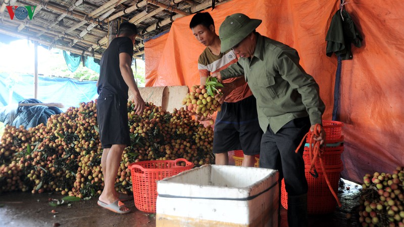 vai thieu hai duong chin som, nong dan boi thu hinh 4