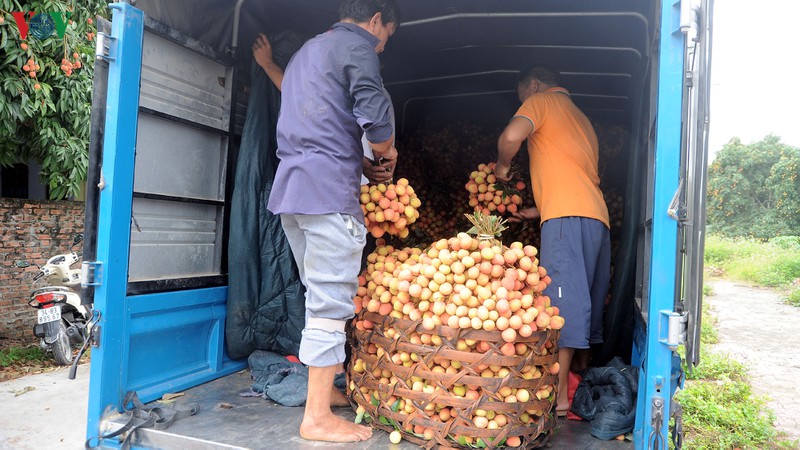 vai thieu hai duong chin som, nong dan boi thu hinh 5