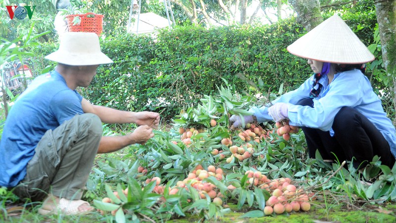 vai thieu hai duong chin som, nong dan boi thu hinh 8