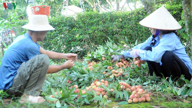 nguoi trong vai som o hai duong trung mua duoc gia hinh 1