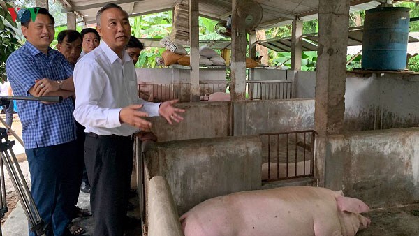 chan nuoi lon huu co rut ngan thoi gian tai dan hinh 1