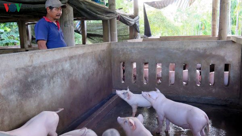 tinh quang ngai khuyen cao tai dan lon theo huong an toan sinh hoc hinh 1
