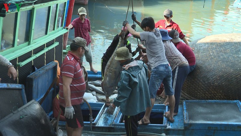 ngu dan phu yen vuon khoi khai thac dung quy dinh hinh 1
