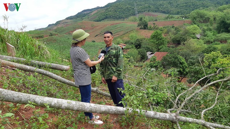 thu nhap qua thap khien nhieu nong dan son la chat bo cay cao su hinh 1