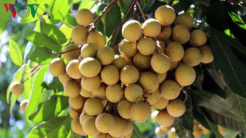 song ma duoc biet den la vua nhan lon nhat cua tinh son la hinh 1