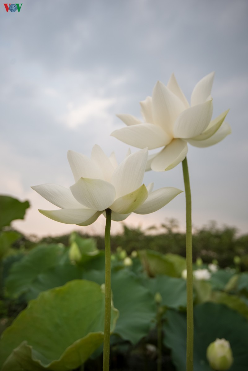 ngan ngo truoc ve dep cua dam sen trang tai ha noi hinh 15