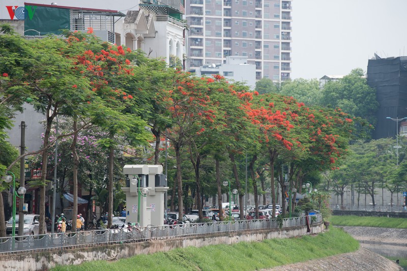 ha noi ruc ro trong sac hoa phuong do thang 5 hinh 11