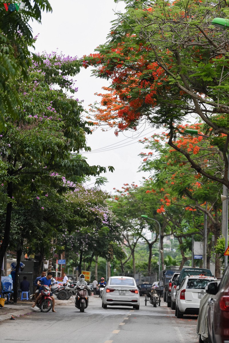 ha noi ruc ro trong sac hoa phuong do thang 5 hinh 10