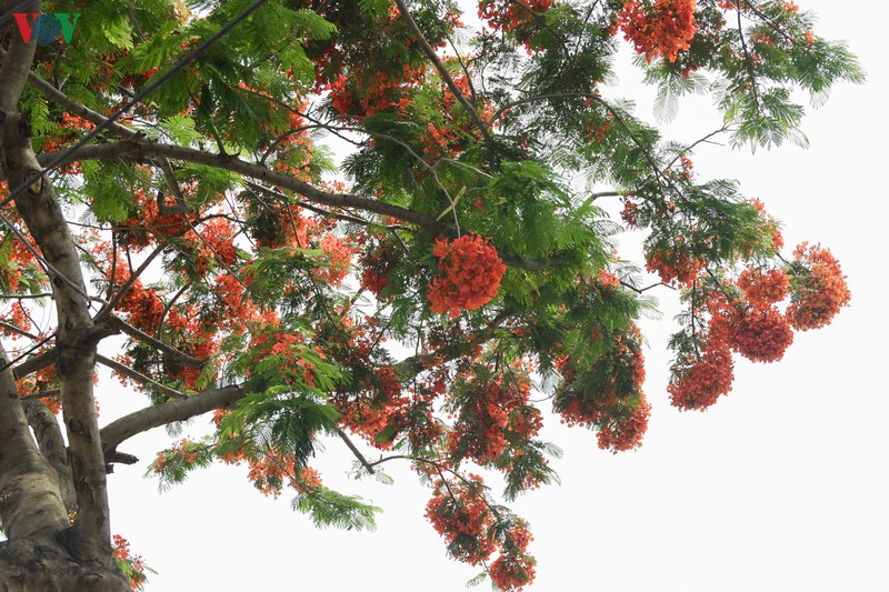 ha noi ruc ro trong sac hoa phuong do thang 5 hinh 12