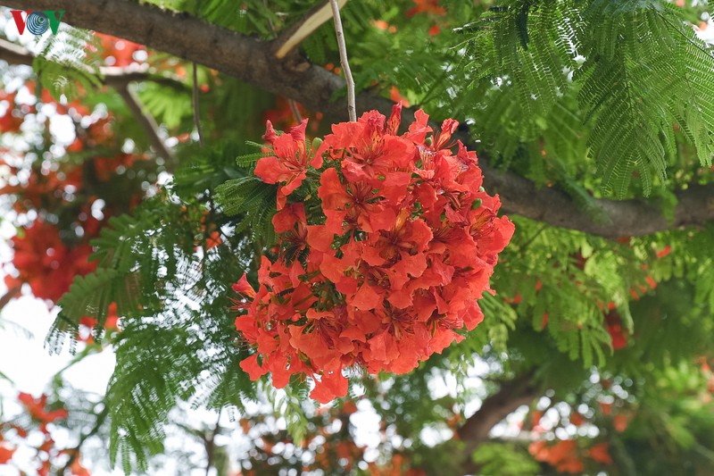 ha noi ruc ro trong sac hoa phuong do thang 5 hinh 7