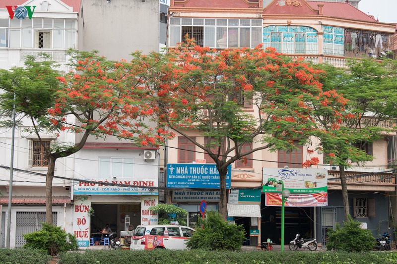 ha noi ruc ro trong sac hoa phuong do thang 5 hinh 6