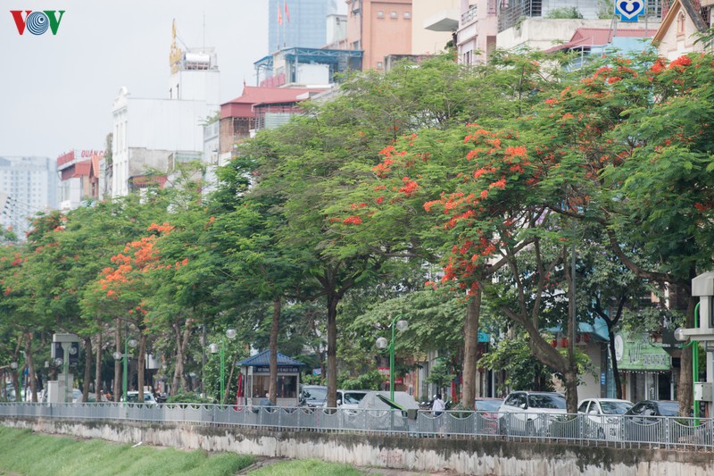 ha noi ruc ro trong sac hoa phuong do thang 5 hinh 3