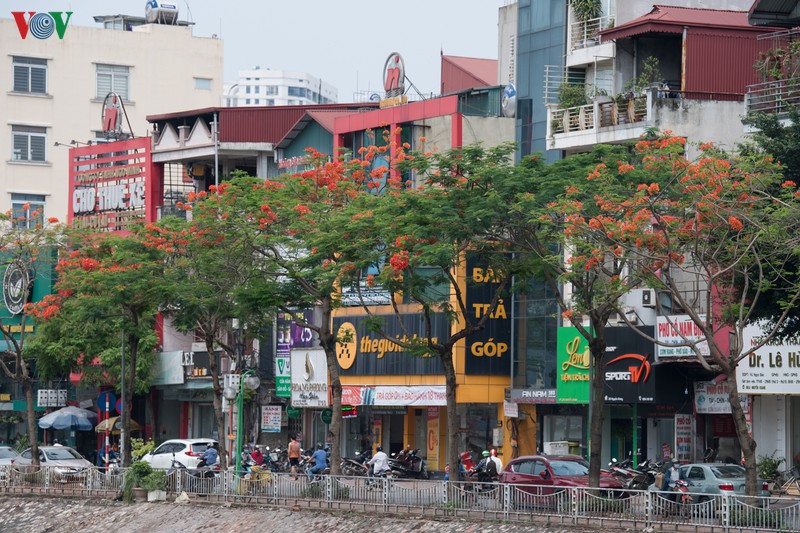 ha noi ruc ro trong sac hoa phuong do thang 5 hinh 4