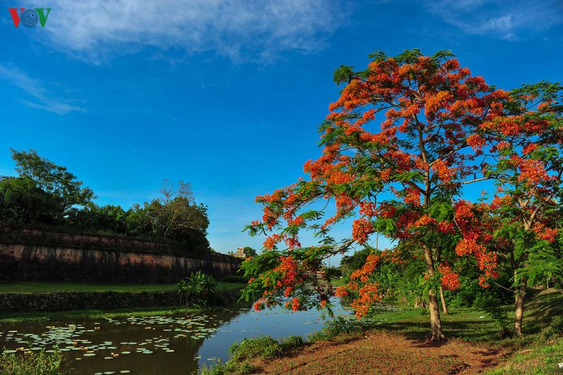 hue - thanh pho cua nhung sac hoa mua ha hinh 10