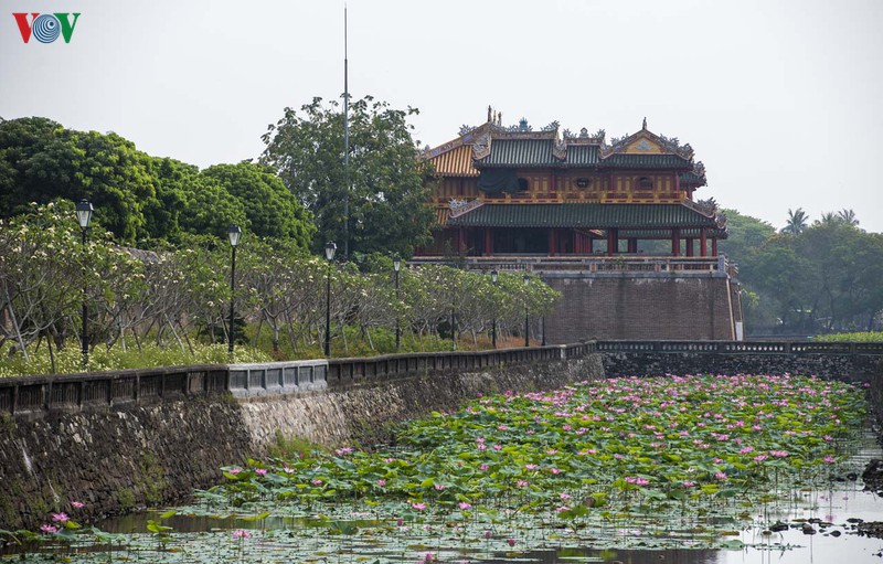 hue - thanh pho cua nhung sac hoa mua ha hinh 12