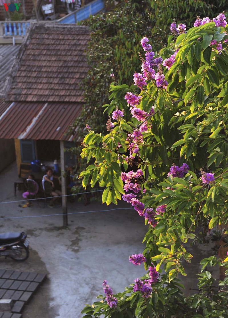 hue - thanh pho cua nhung sac hoa mua ha hinh 6
