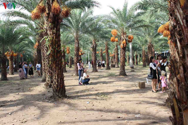 chiem nguong ve dep cua vuon cha la lon nhat mien tay hinh 1