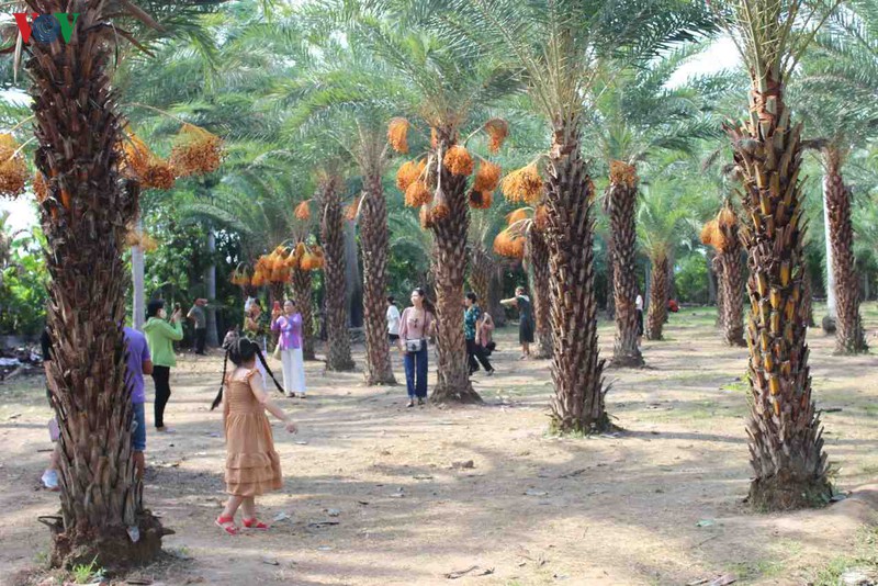 chiem nguong ve dep cua vuon cha la lon nhat mien tay hinh 6