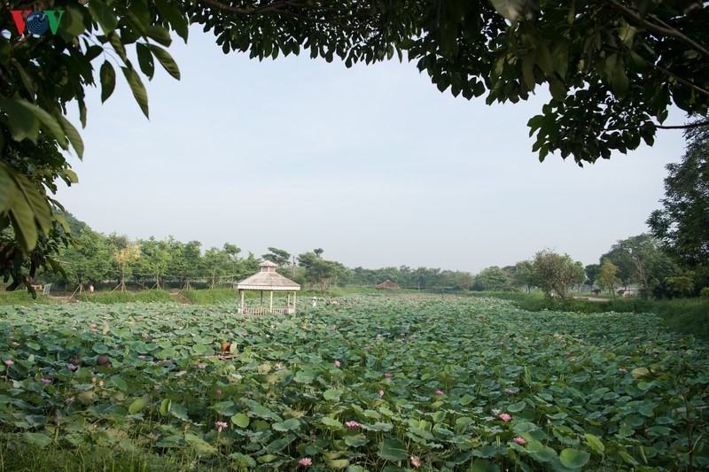 dep nao long mua sen thang 6 ha noi hinh 1