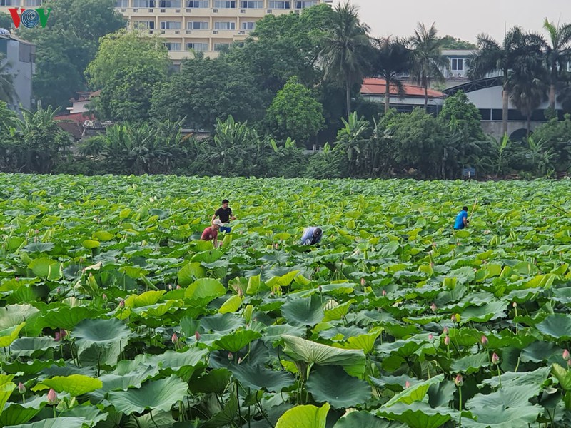 dep nao long mua sen thang 6 ha noi hinh 15