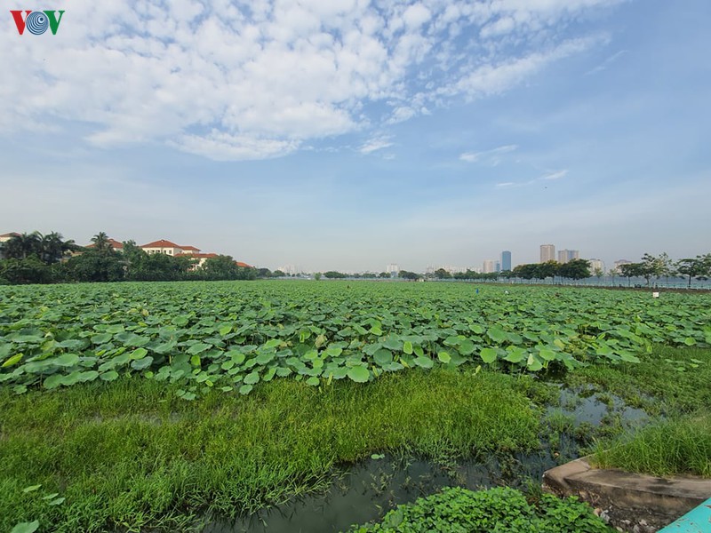 dep nao long mua sen thang 6 ha noi hinh 16