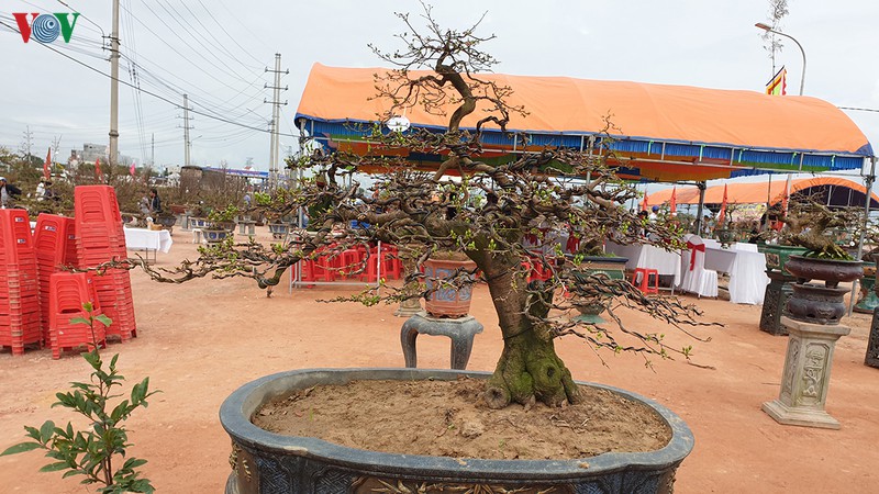 nhung tuyet pham mai vang gia hang tram trieu dong hinh 10