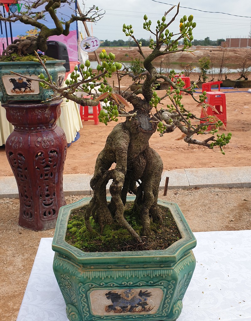 nhung tuyet pham mai vang gia hang tram trieu dong hinh 7