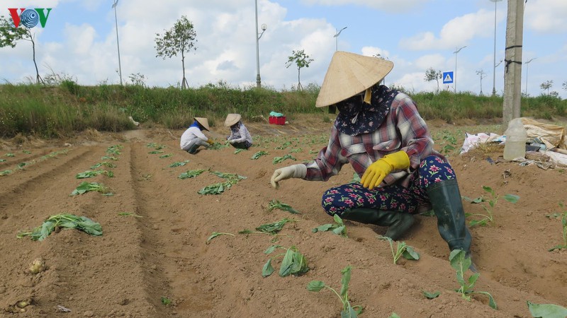 rau mat gia 500 dong/kg, nong dan mat tet hinh 2