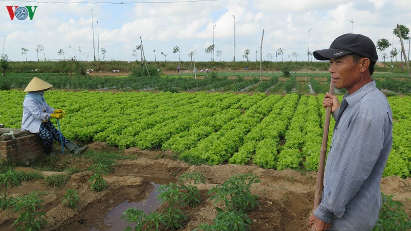 rau mat gia 500 dong/kg, nong dan mat tet hinh 1