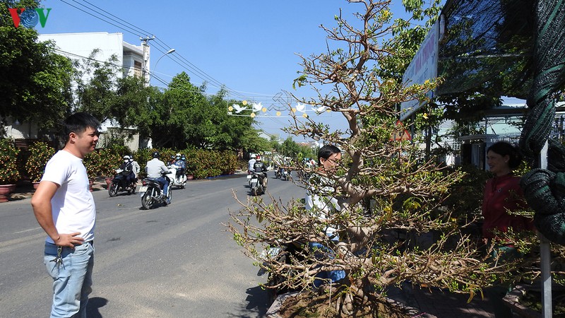 mai vang tram trieu dong khong ban chi cho thue hinh 1