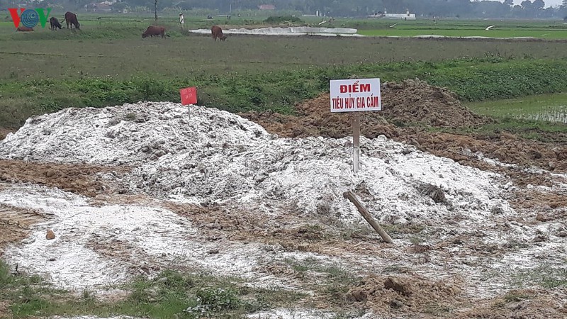 xam nhap vung dich cum a h5n6 tai thanh hoa hinh 2