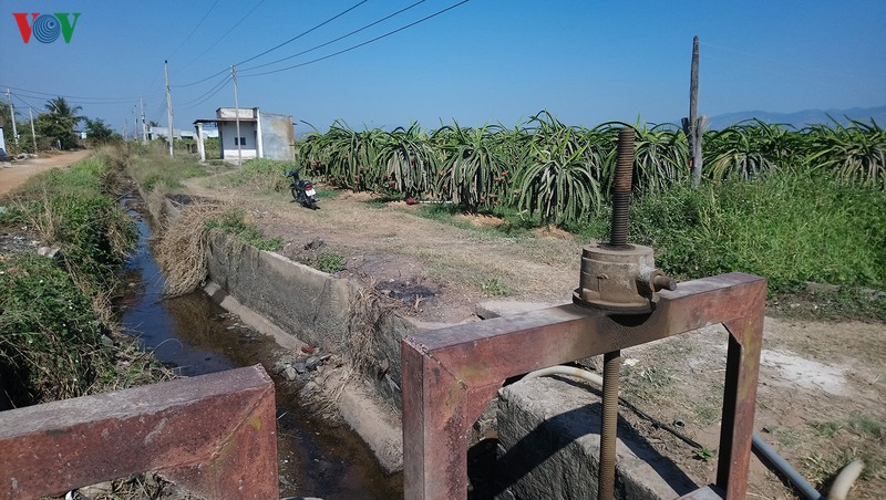 han han nong dan binh thuan trom nuoc cuu thanh long va lua hinh 1