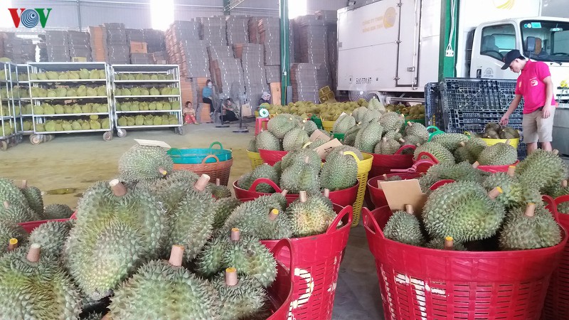 mua han man nhieu loai trai cay hut hang sot gia hinh 1