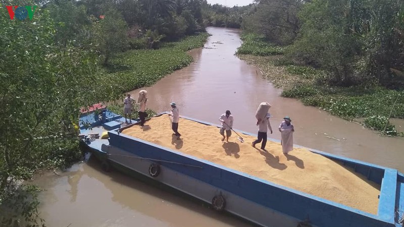 tam ngung xuat khau gao, doanh nghiep dong thuan hinh 2