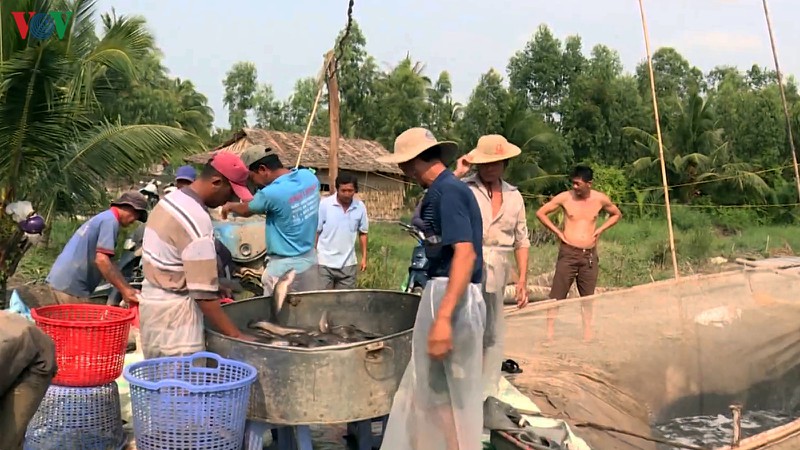 nguoi nuoi ca loc dieu dung vi han man hinh 1