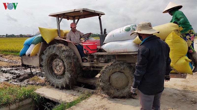 "vua lua" cua mien trung phan khoi vi trung mua, duoc gia hinh 2