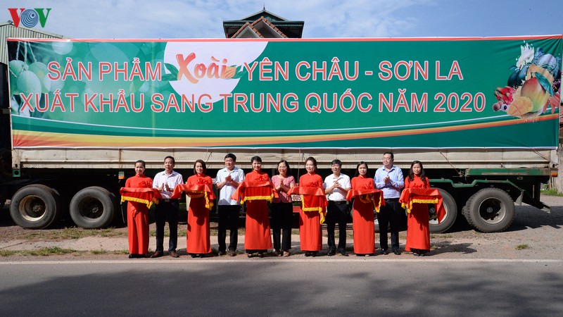 vung xoai yen chau xuat khau 30 tan dau tien sang trung quoc hinh 1