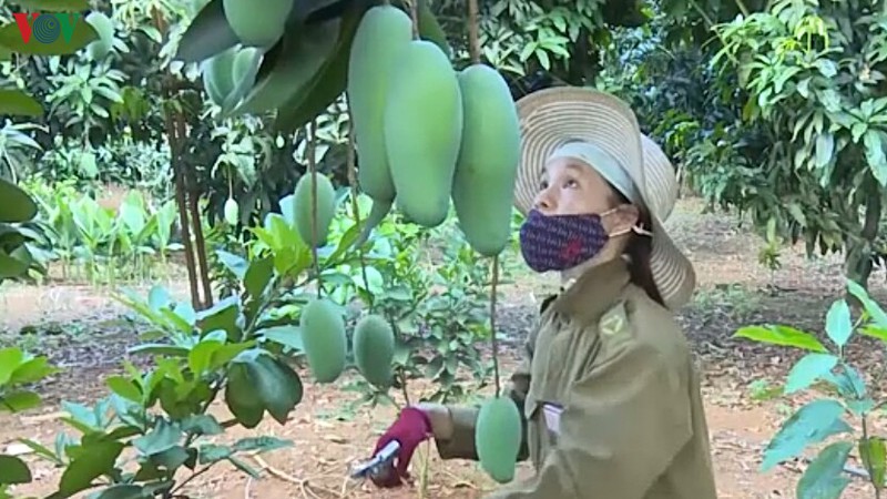 son la tim kiem mo rong thi truong xuat khau hoa qua hinh 1