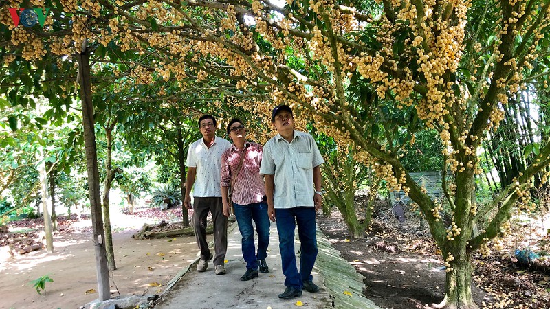 nhung vuon dau chin dang cho thuong lai tim mua hinh 13