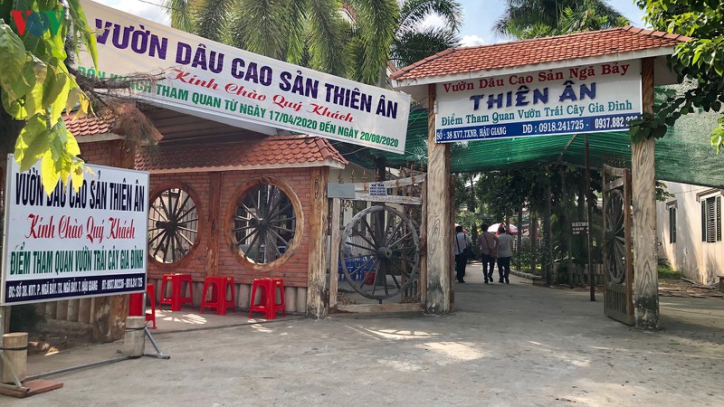 nhung vuon dau chin dang cho thuong lai tim mua hinh 1